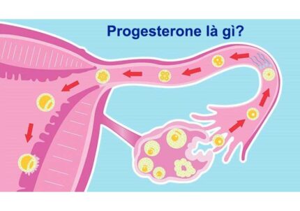Chức năng của Progesterone trong cơ thể