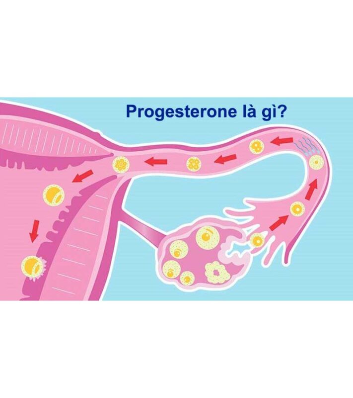Chức năng của Progesterone trong cơ thể
